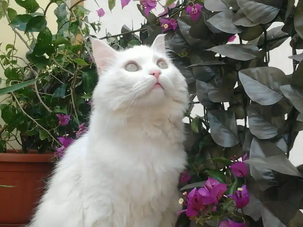 avere un gatto Un bellissimo gatto bianco guarda verso l'alto circondato da piante verdi e fiori di bouganville viola.