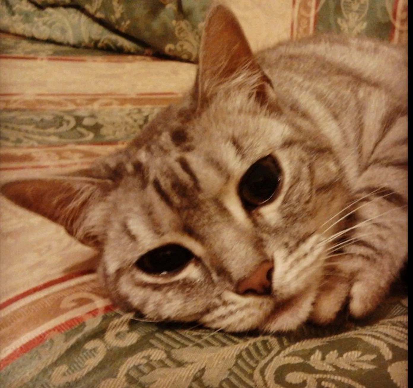 Avere un gatto Primo piano ravvicinato del muso di un gatto tigrato con occhi grandi e profondi, disteso su una superficie morbida