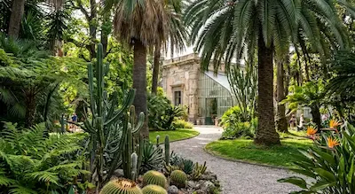 Napoli segreta Viale dell'Orto Botanico di Napoli con piante grasse e cactus giganti, che conduce alla Serra Monumentale ottocentesca in vetro e tufo.